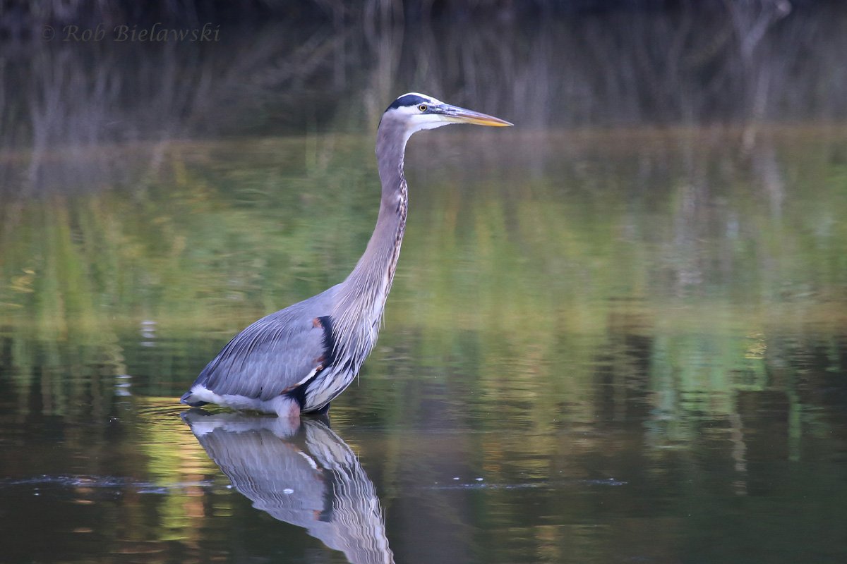 11 Oct 2015 - Kings Grant Lakes, Virginia Beach, VA
