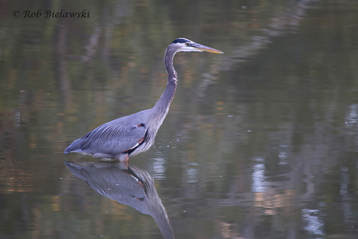 11 Oct 2015 - Kings Grant Lakes, Virginia Beach, VA