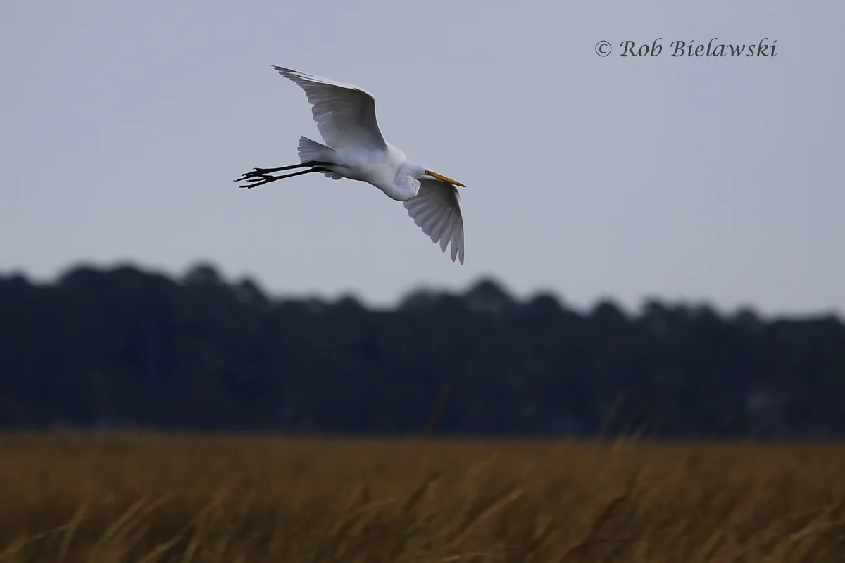   14 Oct 2015 - Pleasure House Point NA, Virginia Beach, VA  