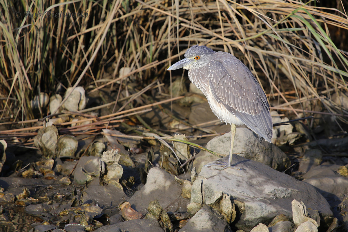   15 Oct 2015 - Pleasure House Point NA, Virginia Beach, VA  