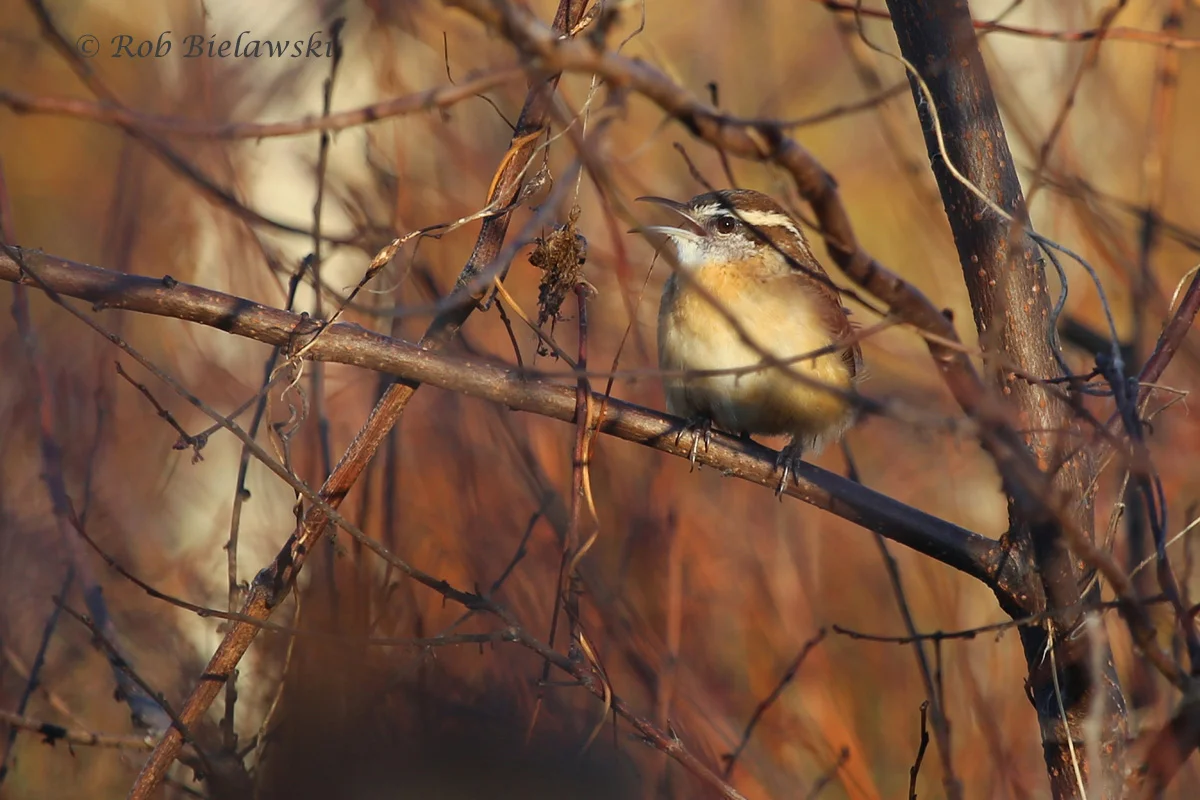   17 Oct 2015 - Back Bay NWR, Virginia Beach, VA  