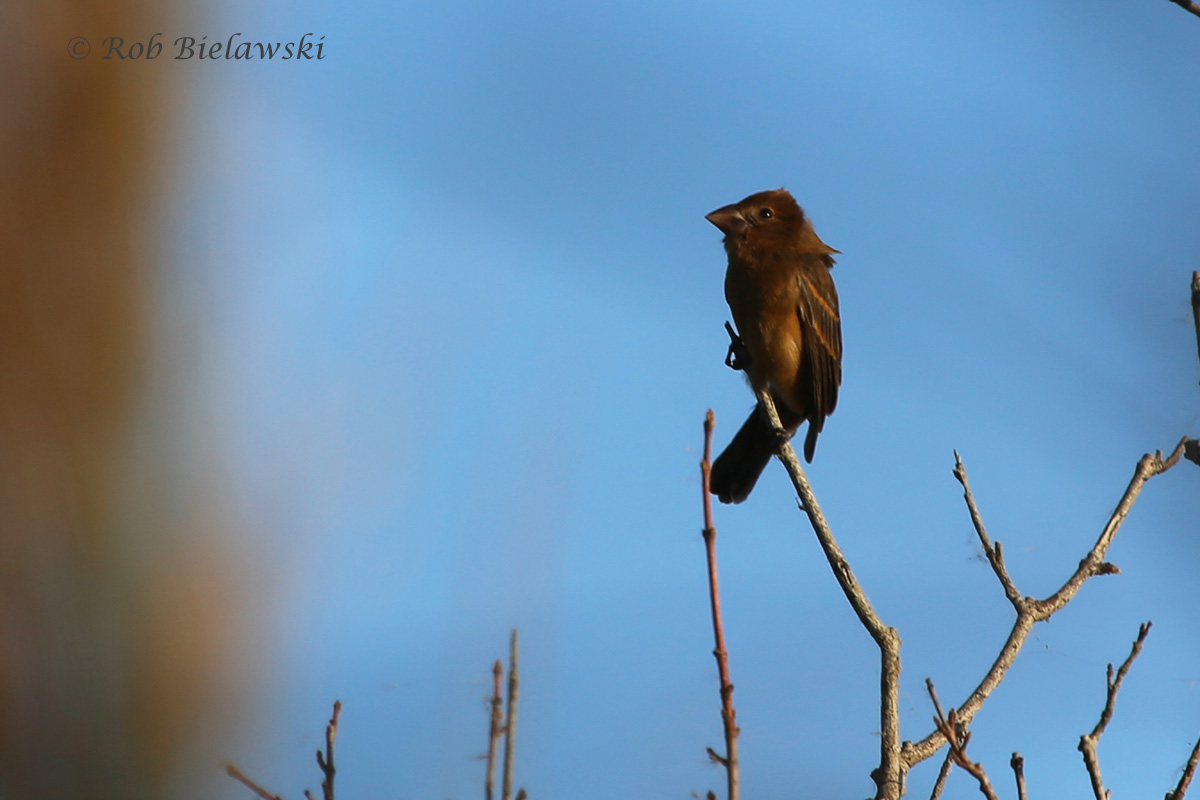   13 Oct 2015 - Back Bay NWR, Virginia Beach, VA  