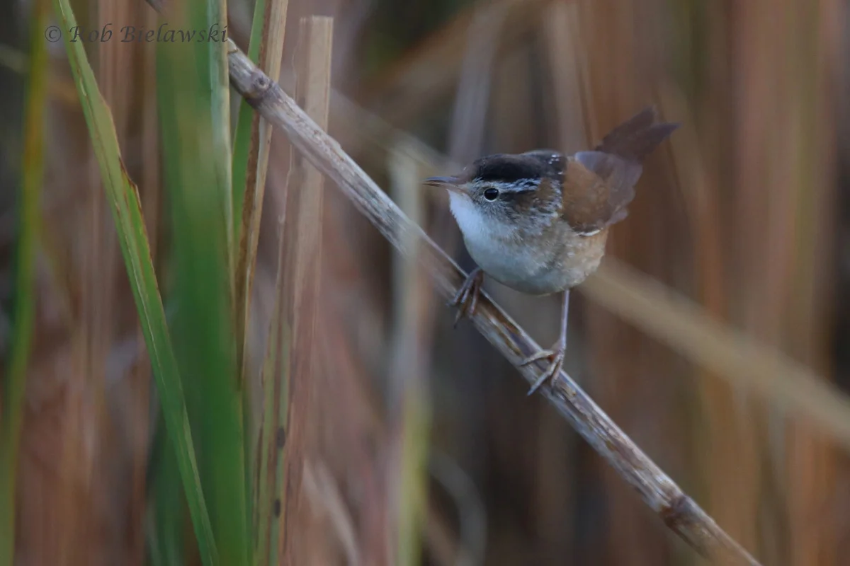   23 Oct 2015 - Back Bay NWR, Virginia Beach, VA  