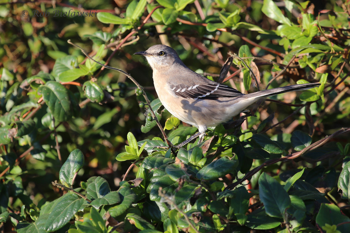   31 Oct 2015 - Back Bay NWR, Virginia Beach, VA  