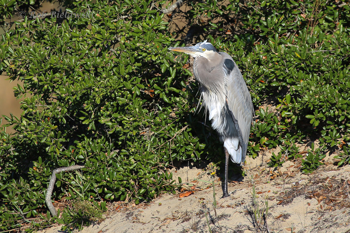   31 Oct 2015 - Back Bay NWR, Virginia Beach, VA  