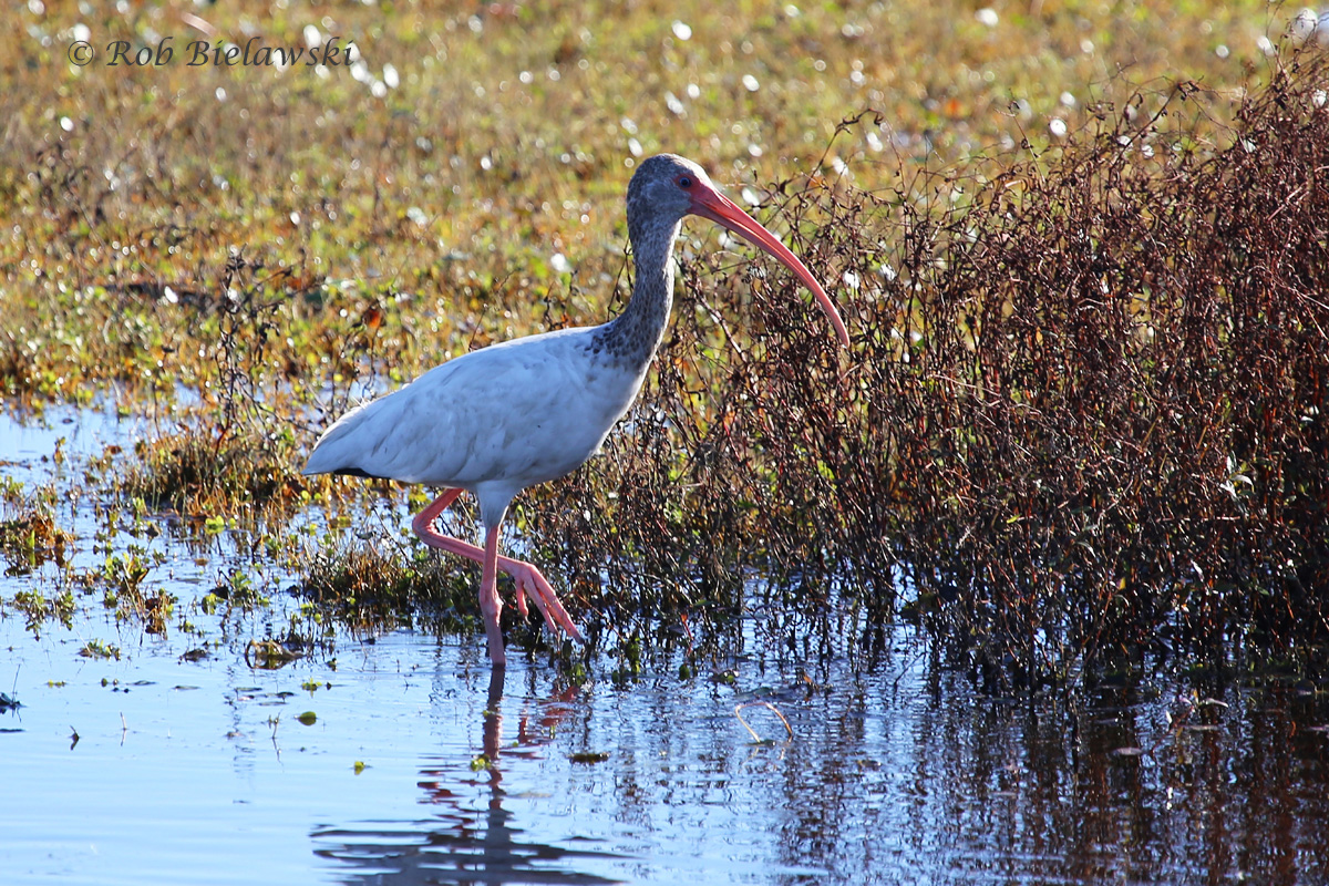   31 Oct 2015 - Back Bay NWR, Virginia Beach, VA  