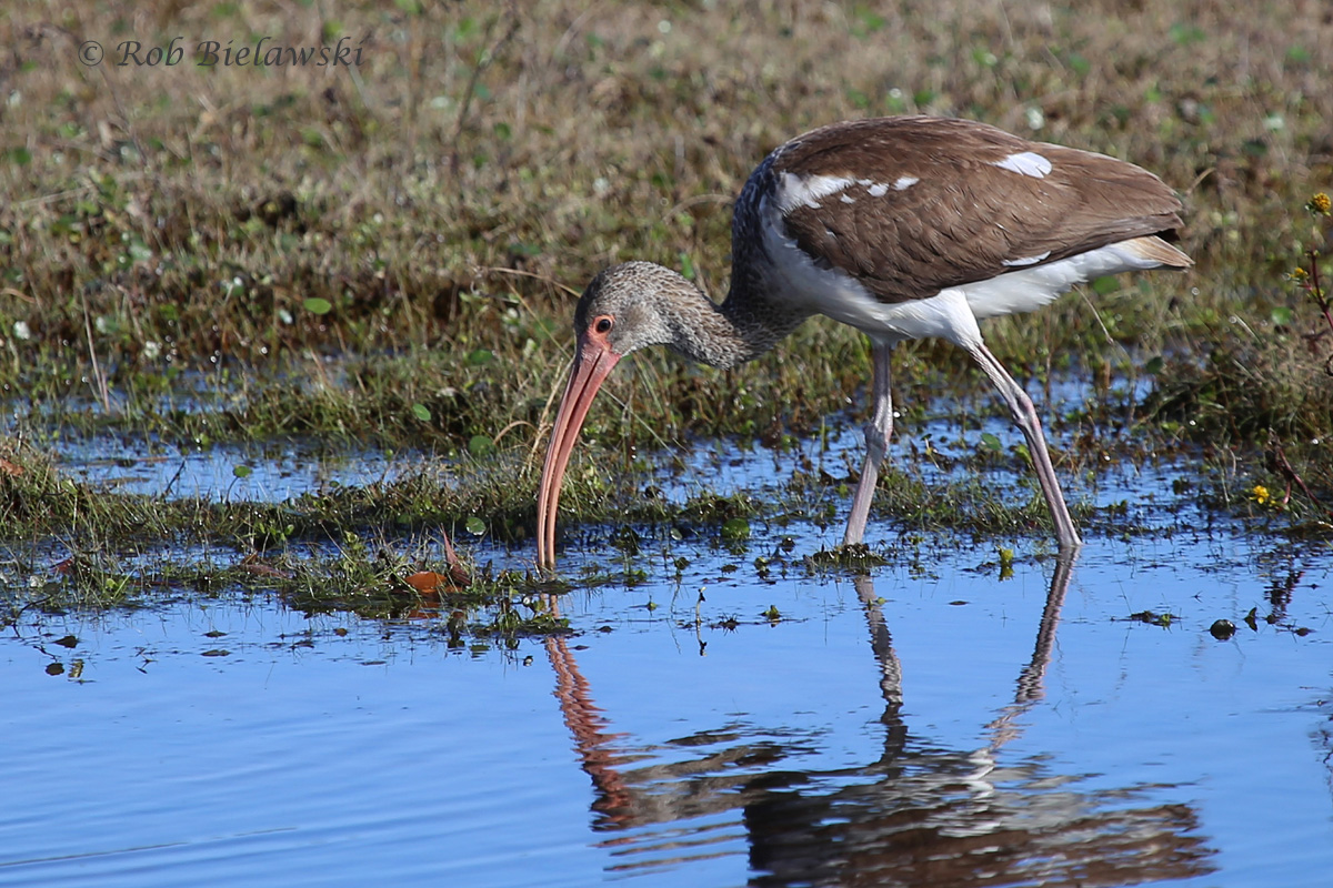   31 Oct 2015 - Back Bay NWR, Virginia Beach, VA  