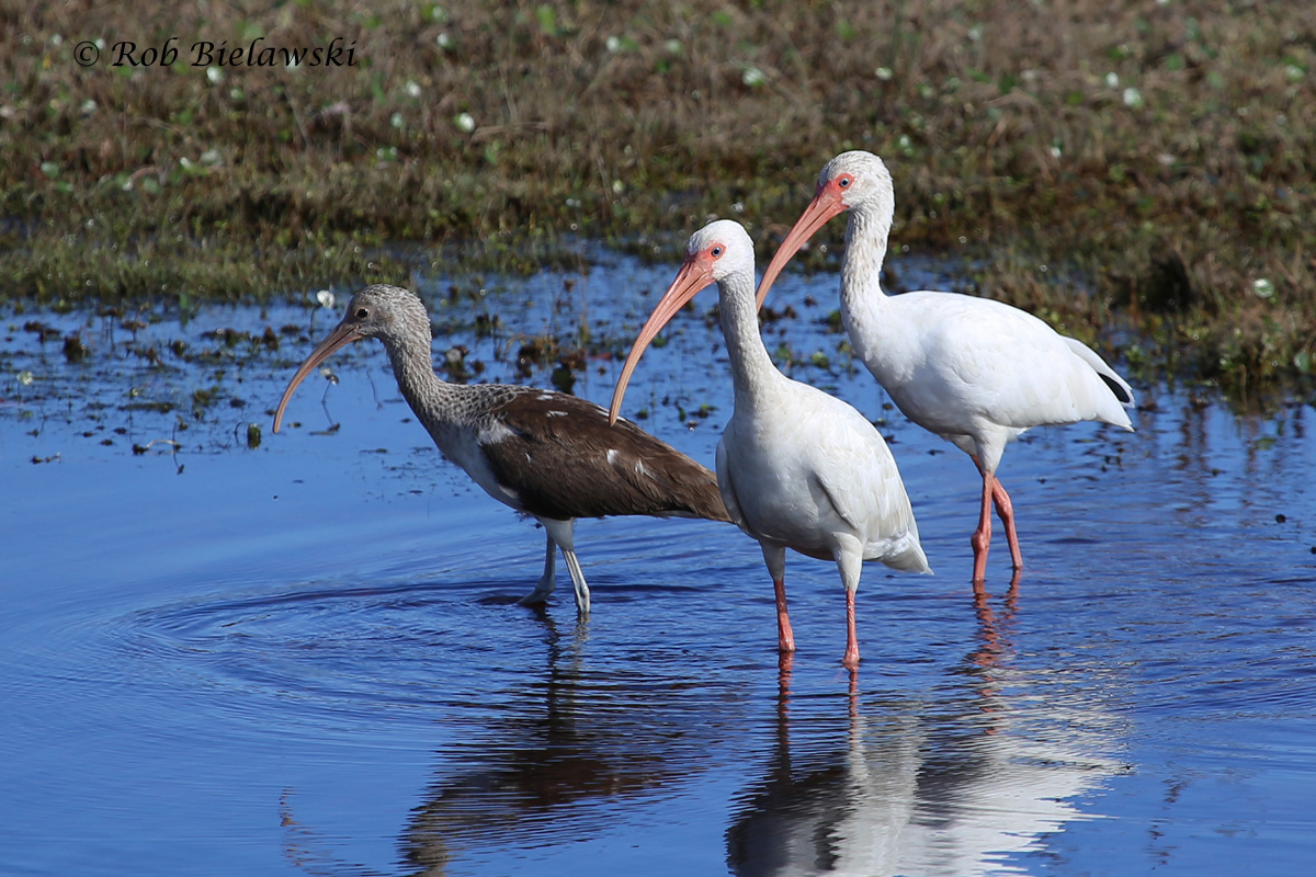   31 Oct 2015 - Back Bay NWR, Virginia Beach, VA  