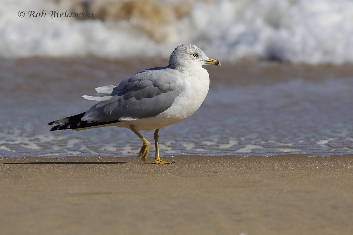   31 Oct 2015 - Back Bay NWR, Virginia Beach, VA  