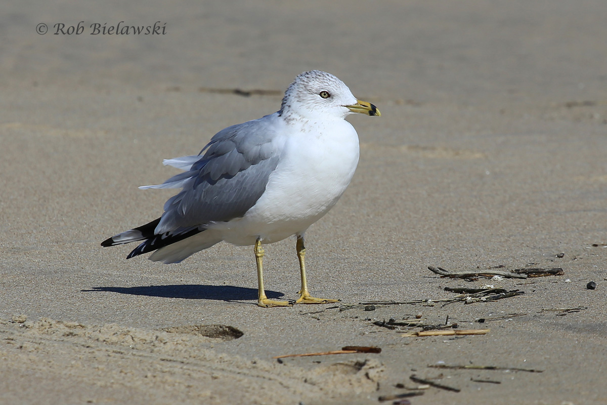   31 Oct 2015 - Back Bay NWR, Virginia Beach, VA  