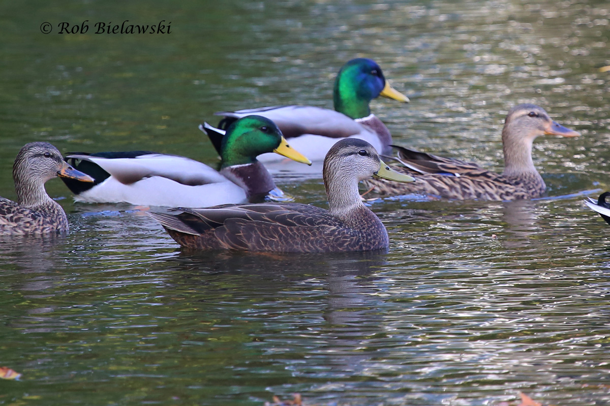   American Black Duck (foreground) with Mallards (background) - 6 Nov 2015 - Kings Grant Lakes, Virginia Beach, VA  