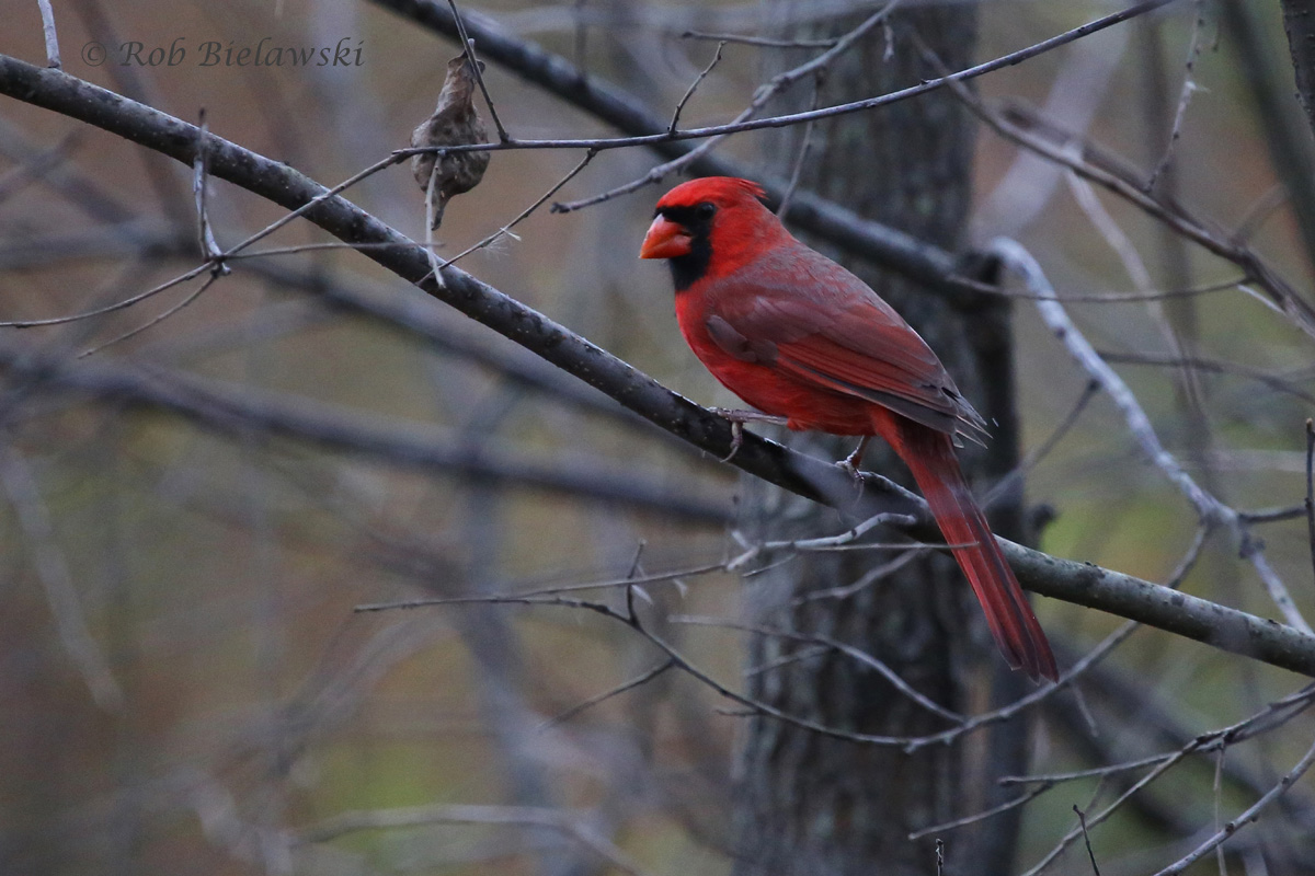   7 Nov 2015 - Huntley Meadows Park, Fairfax County, VA  