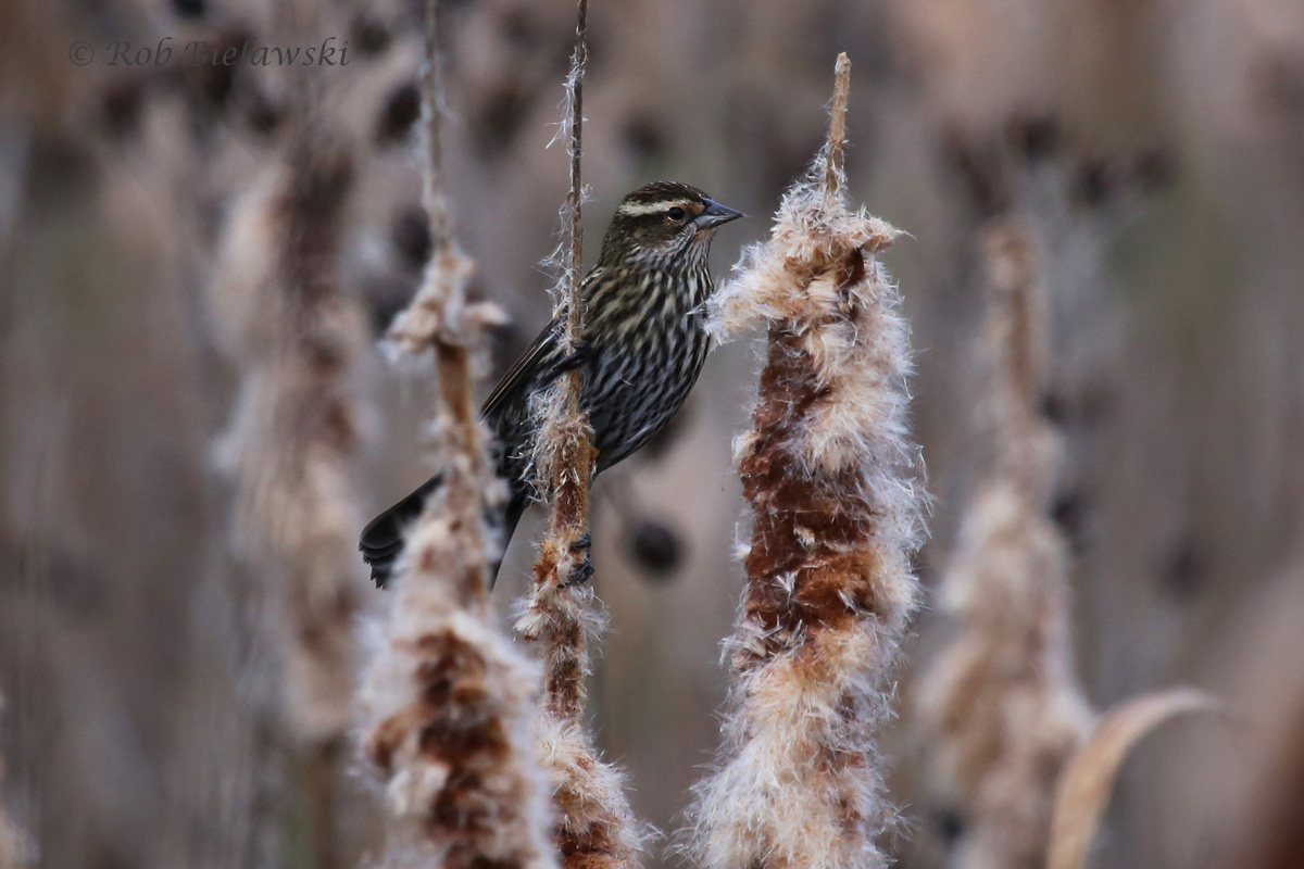   7 Nov 2015 - Huntley Meadows Park, Fairfax County, VA  