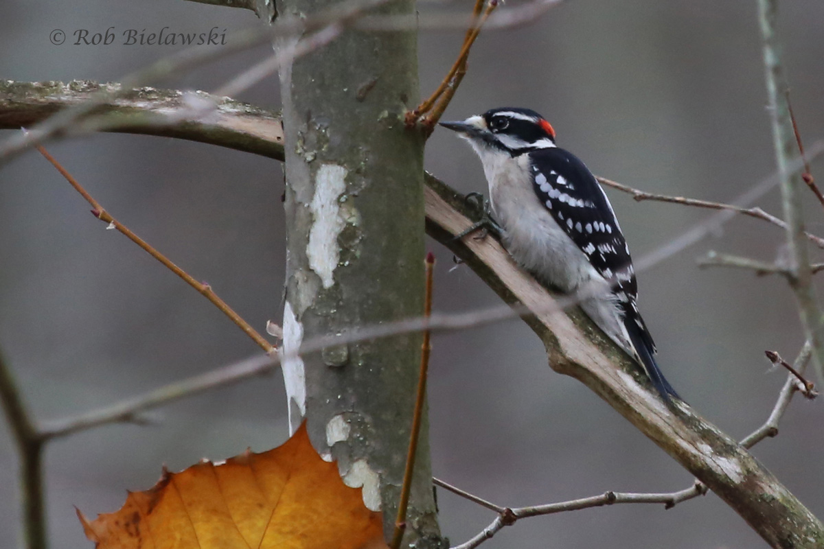   7 Nov 2015 - Huntley Meadows Park, Fairfax County, VA  