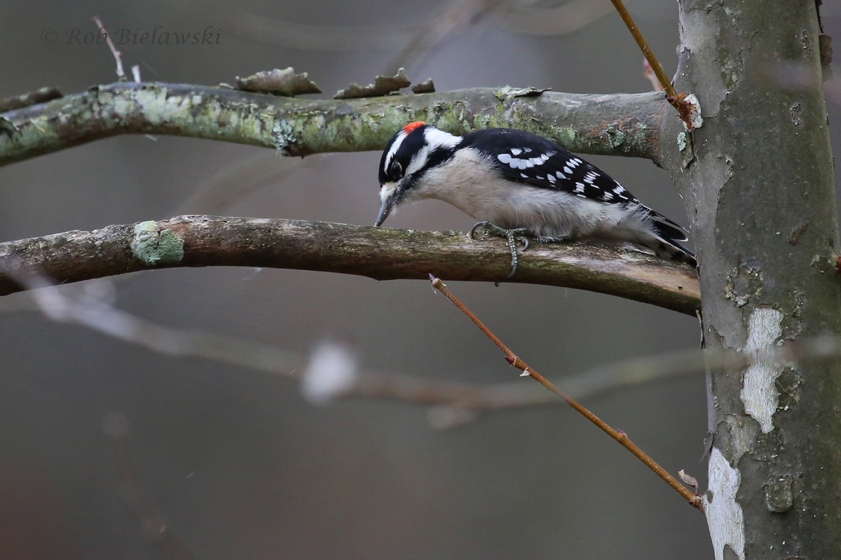 female and male downy woodpecker