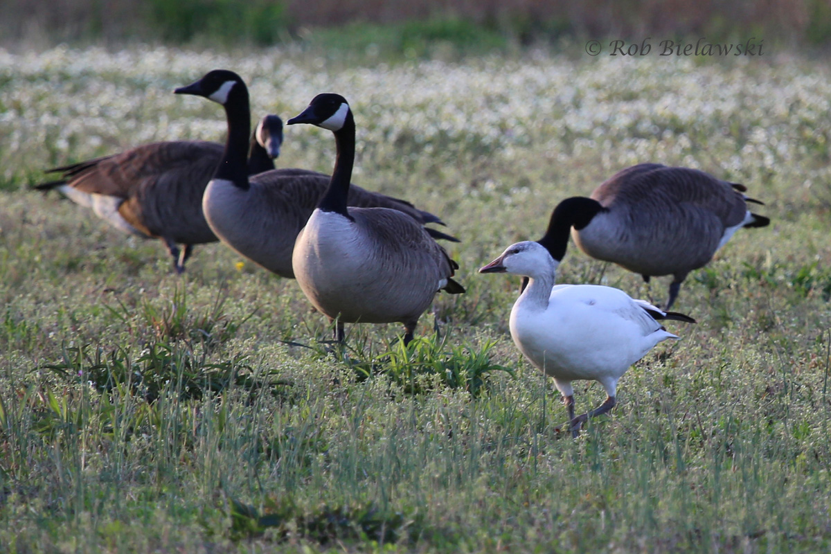   Snow Goose (lower right) with Canada Geese - 13 Apr 2015 - Renaissance Park, Virginia Beach, VA  