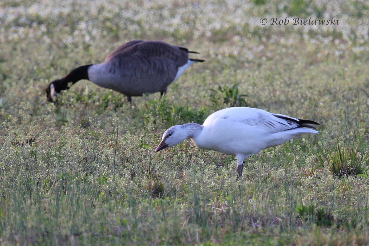   Snow Goose (lower right) with Canada Geese - 13 Apr 2015 - Renaissance Park, Virginia Beach, VA  