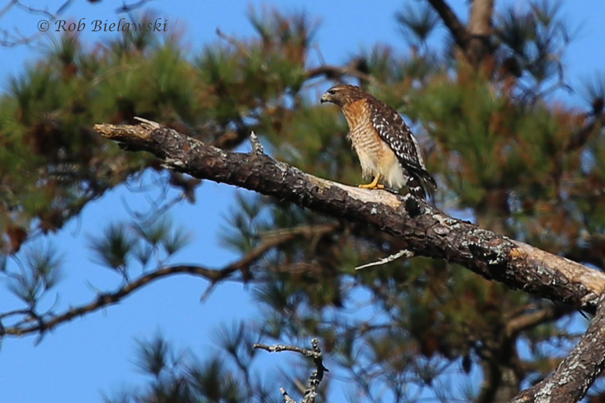   14 Nov 2015 - Mill Dam Creek Boardwalk, Virginia Beach, VA  