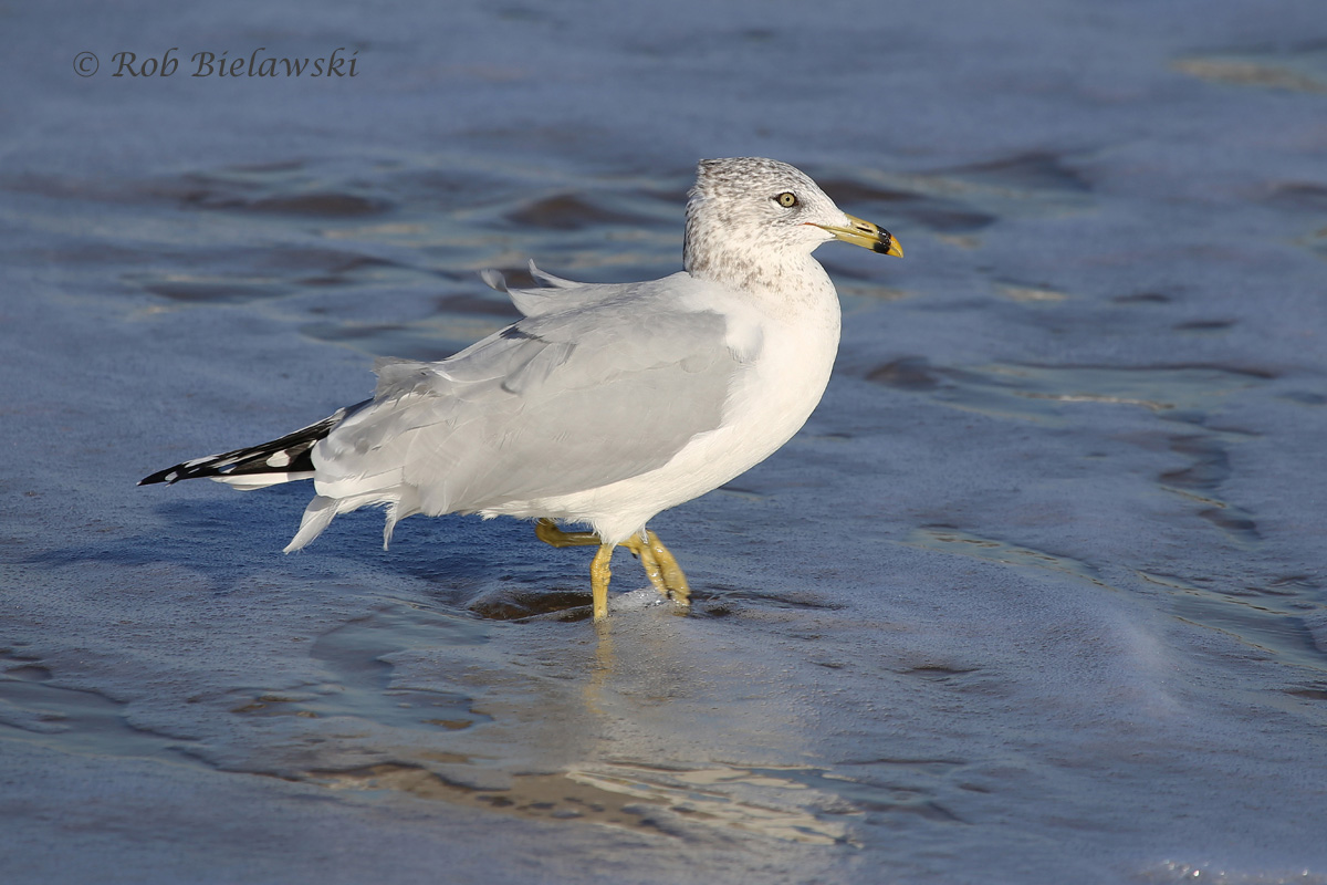   14 Nov 2015 - Little Island Park, Virginia Beach, VA  