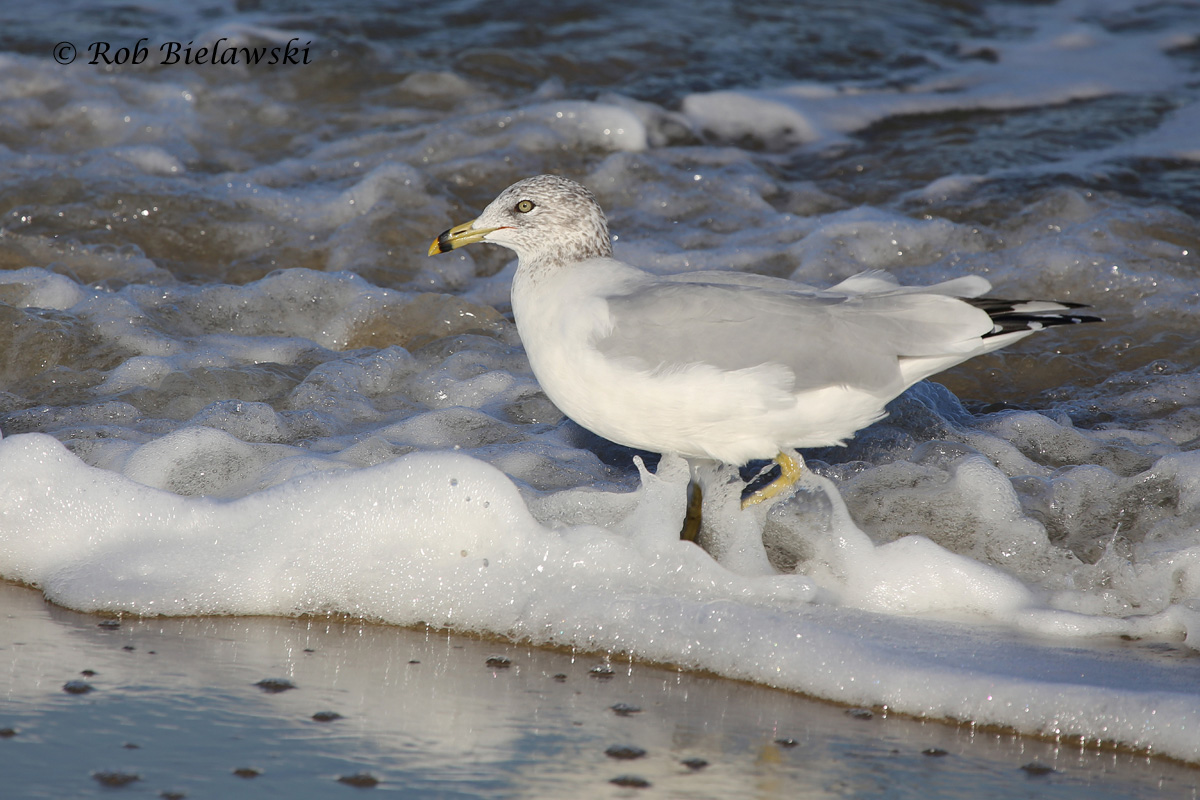   14 Nov 2015 - Little Island Park, Virginia Beach, VA  