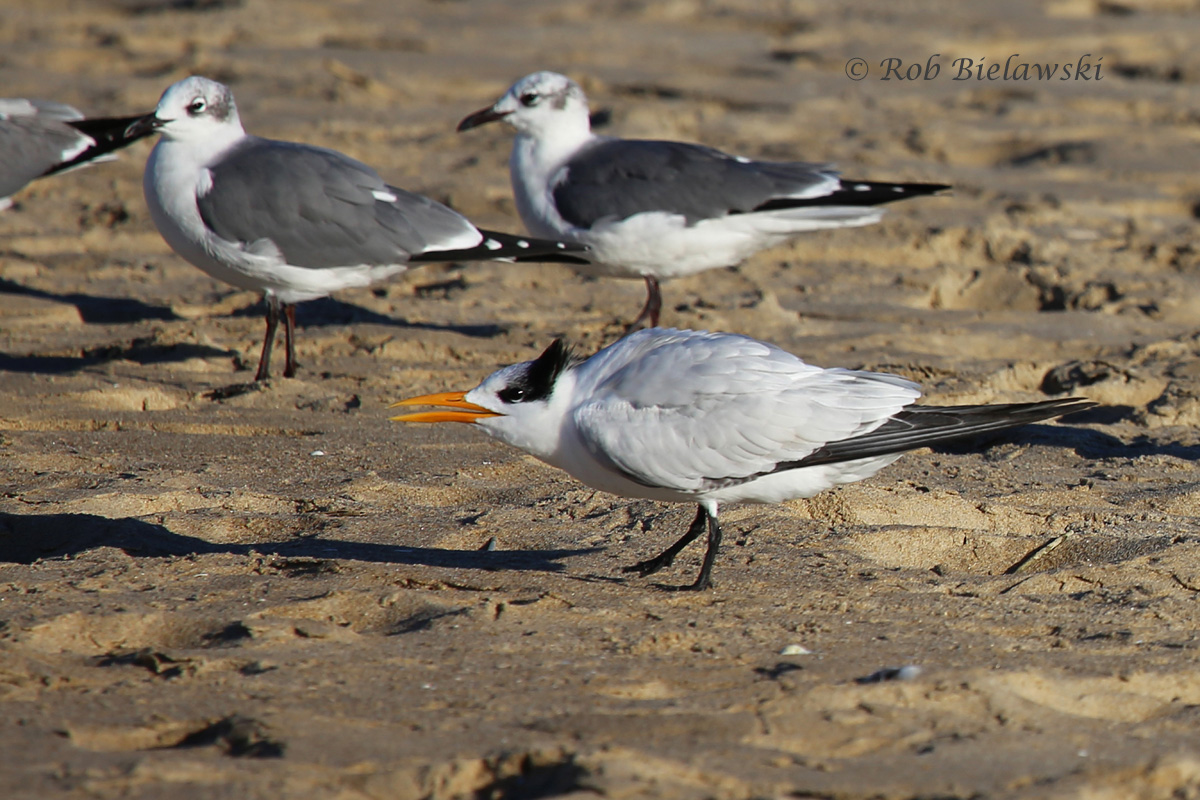   Royal Tern (foreground) with Laughing Gulls (background) -&nbsp;15 Nov 2015 - Rudee Inlet, Virginia Beach, VA  