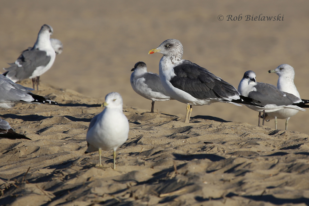   Lesser Black-backed Gull (center) with Ring-billed Gulls &amp; Laughing Gulls - 15 Nov 2015 - Rudee Inlet, Virginia Beach, VA  