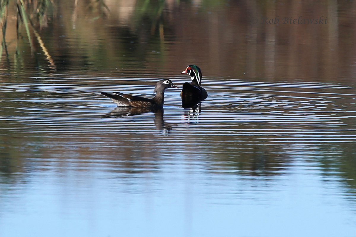   15 Nov 2015 - Princess Anne WMA (Whitehurst Tract), Virginia Beach, VA  