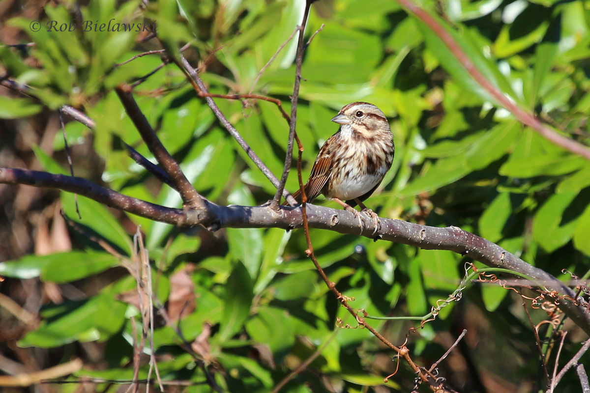   15 Nov 2015 - Princess Anne WMA (Whitehurst Tract), Virginia Beach, VA  