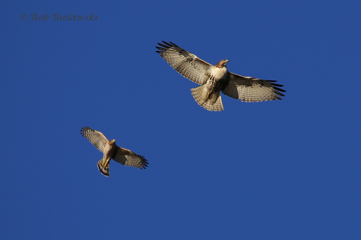   Red-tailed Hawk (top right) with Cooper's Hawk -&nbsp;20 Nov 2015 - Kings Grant Lakes, Virginia Beach, VA  