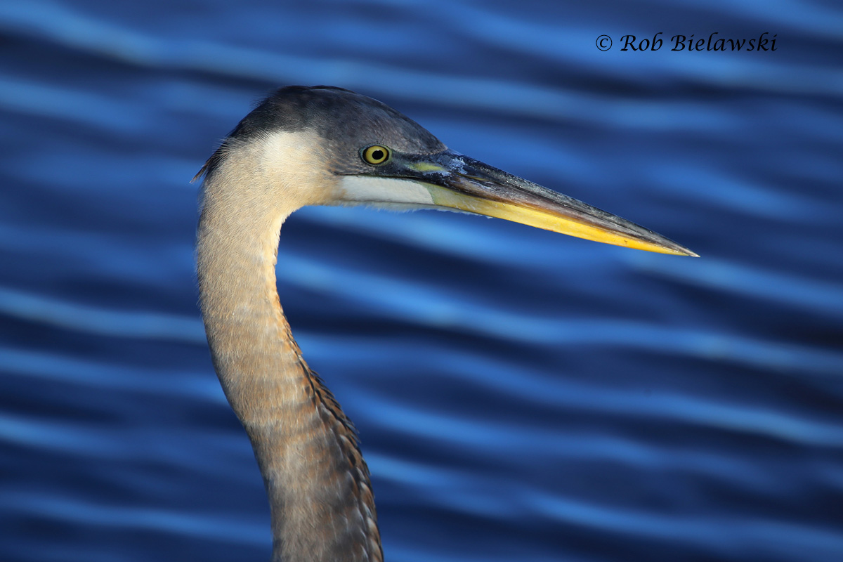   21 Nov 2015 - Back Bay NWR, Virginia Beach, VA  