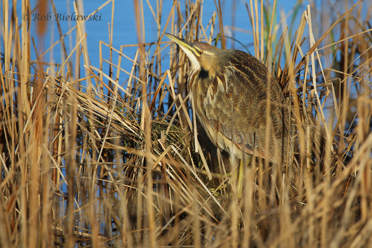   21 Nov 2015 - Back Bay NWR, Virginia Beach, VA  