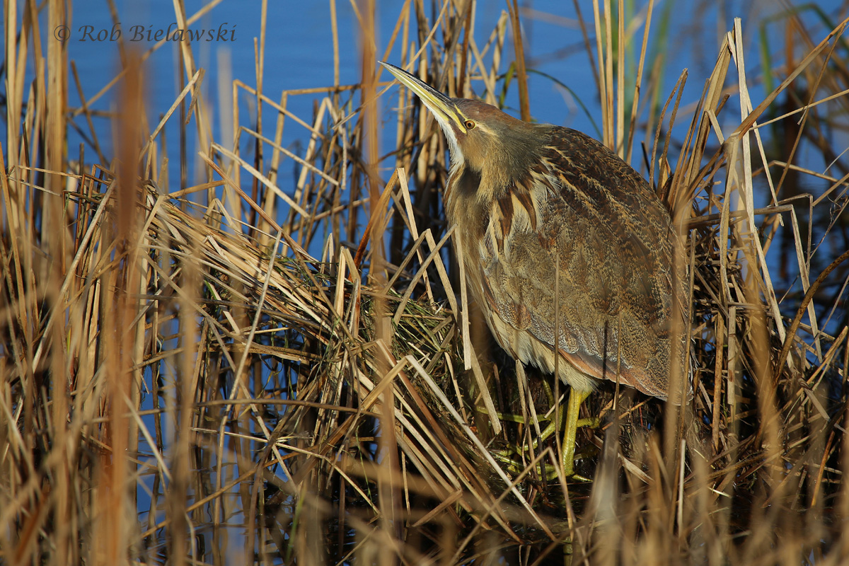   21 Nov 2015 - Back Bay NWR, Virginia Beach, VA  