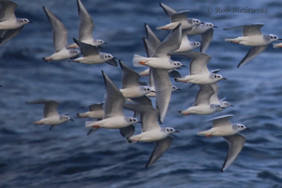   5 Dec 2015 - Pelagic Zone, Northampton County, VA  