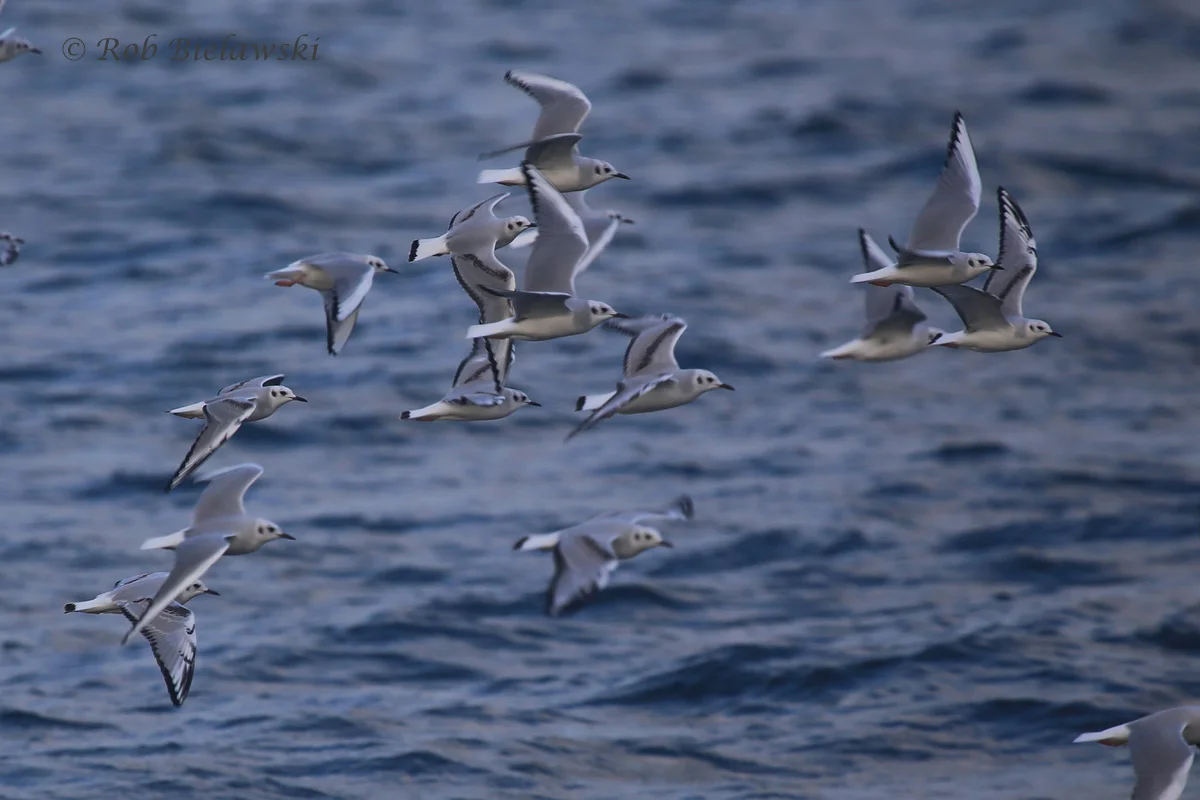  5 Dec 2015 - Pelagic Zone, Northampton County, VA  