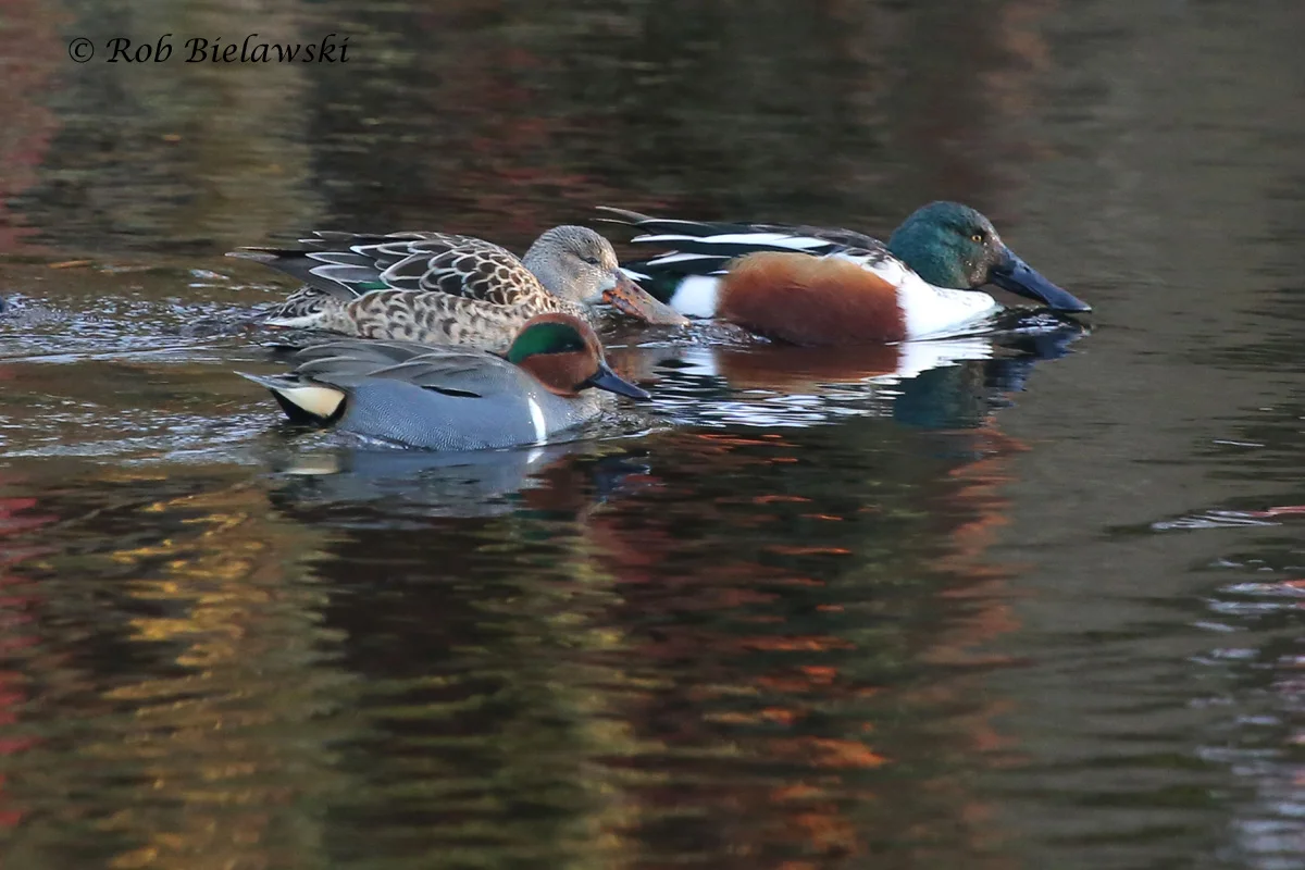   Green-winged Teal (bottom) with Northern Shoveler female (top left) &amp; male (right) - 19 Jan 2016 - Kings Grant Lakes, Virginia Beach, VA  