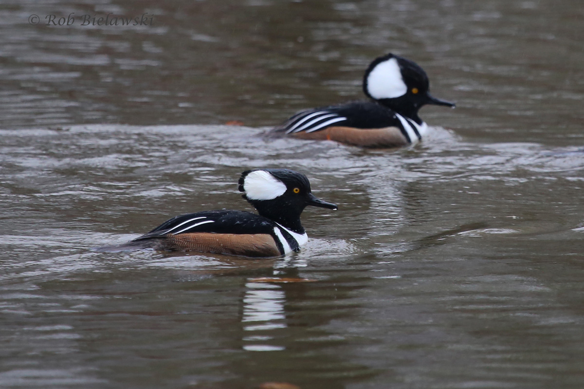   23 Jan 2015 - Kings Grant Lakes, Virginia Beach, VA  