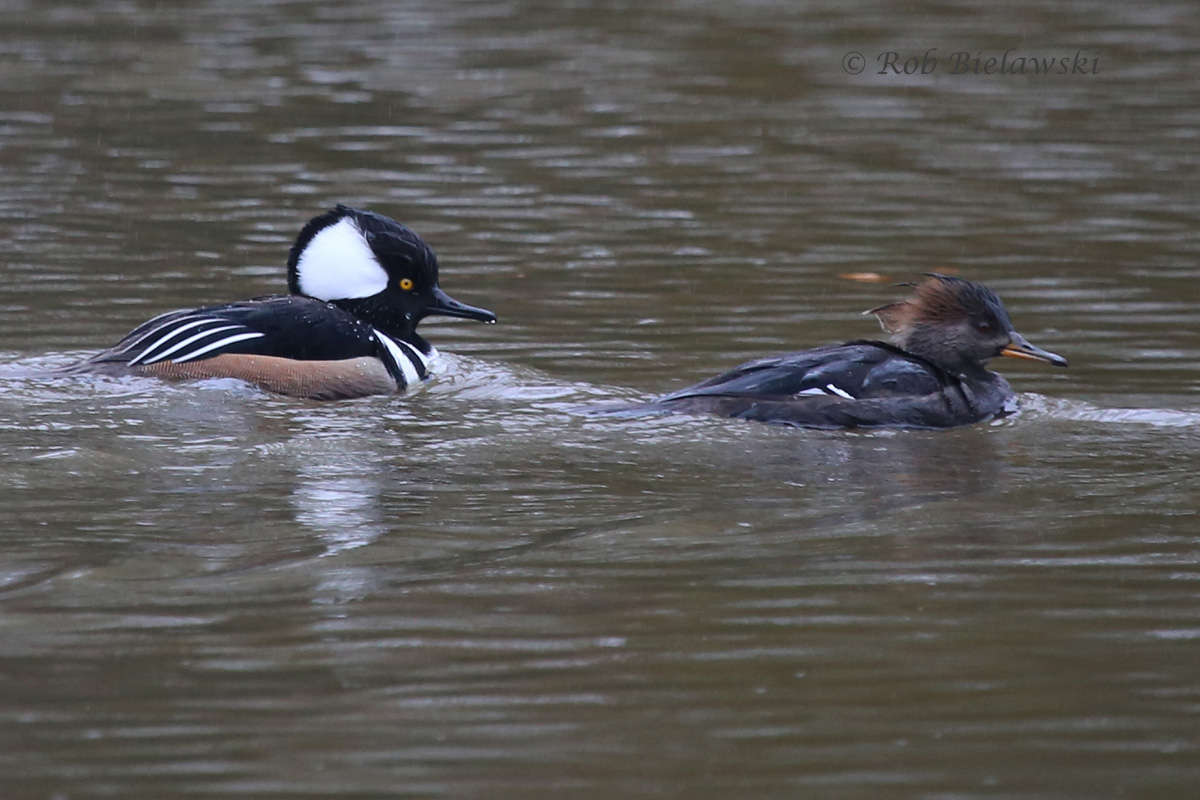   23 Jan 2015 - Kings Grant Lakes, Virginia Beach, VA  