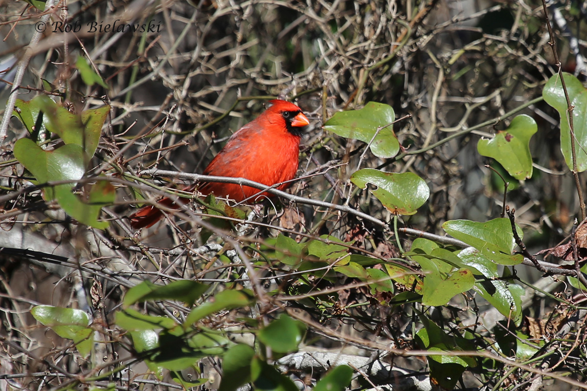   24 Jan 2016 - Princess Anne WMA (Whitehurst Tract), Virginia Beach, VA  