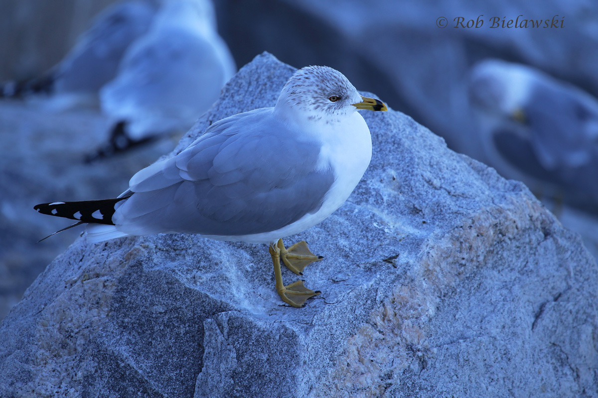   24 Jan 2016 - South Thimble Island, Virginia Beach, VA  