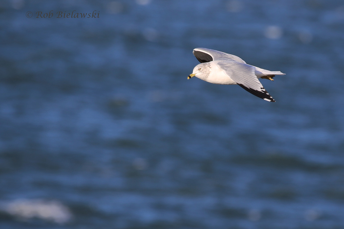   24 Jan 2016 - South Thimble Island, Virginia Beach, VA  