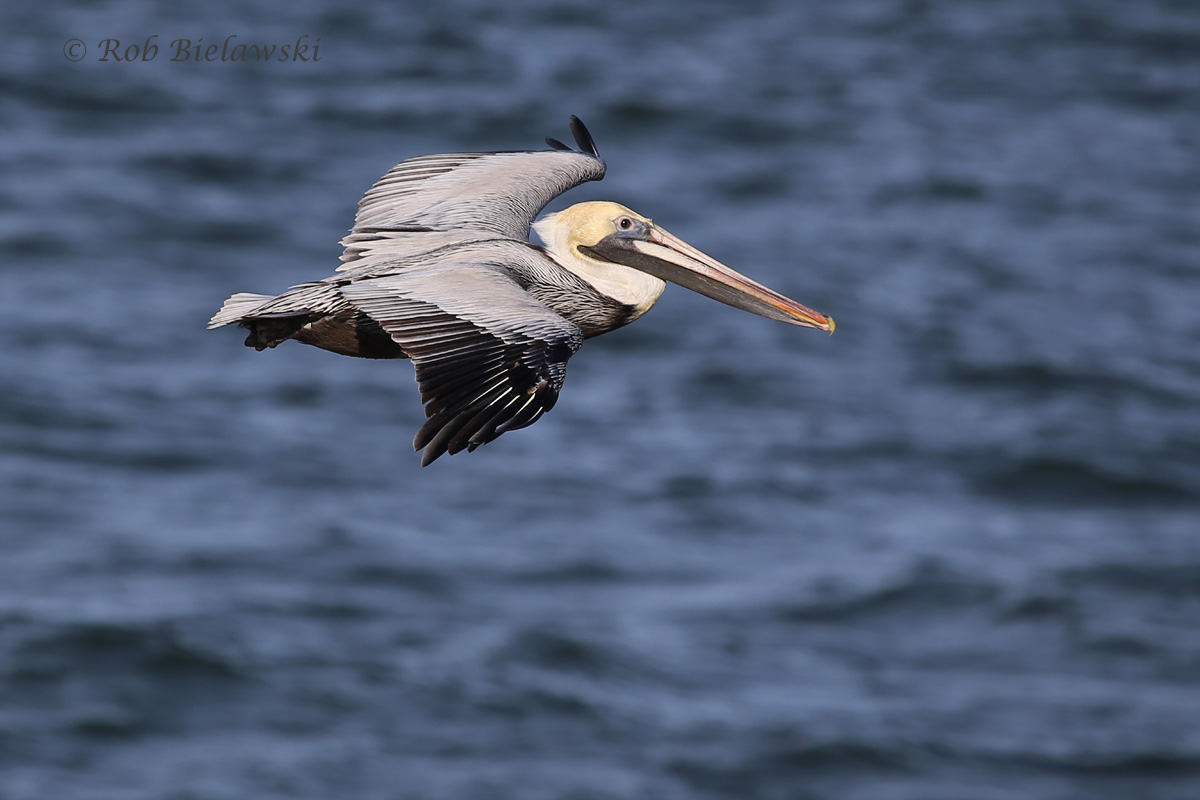   Brown Pelican that was seen on the first island of the CBBT on Friday evening!  