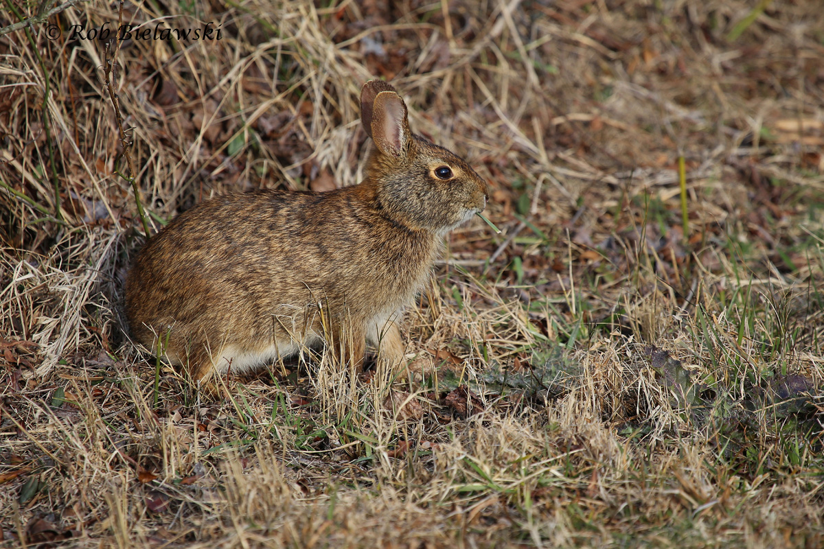   Birds were pretty quiet at Back Bay NWR on Saturday morning, but this Marsh Rabbit provided entertainment!  