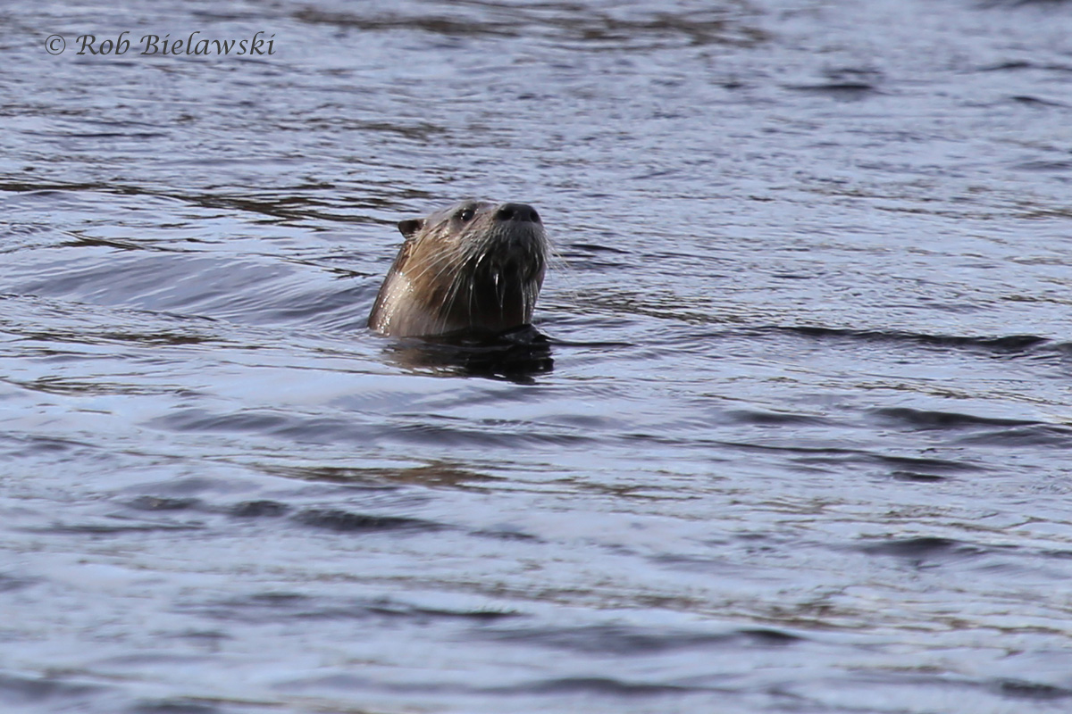   A very playful River Otter seen at Back Bay near the West Dike Trail entry gate!  