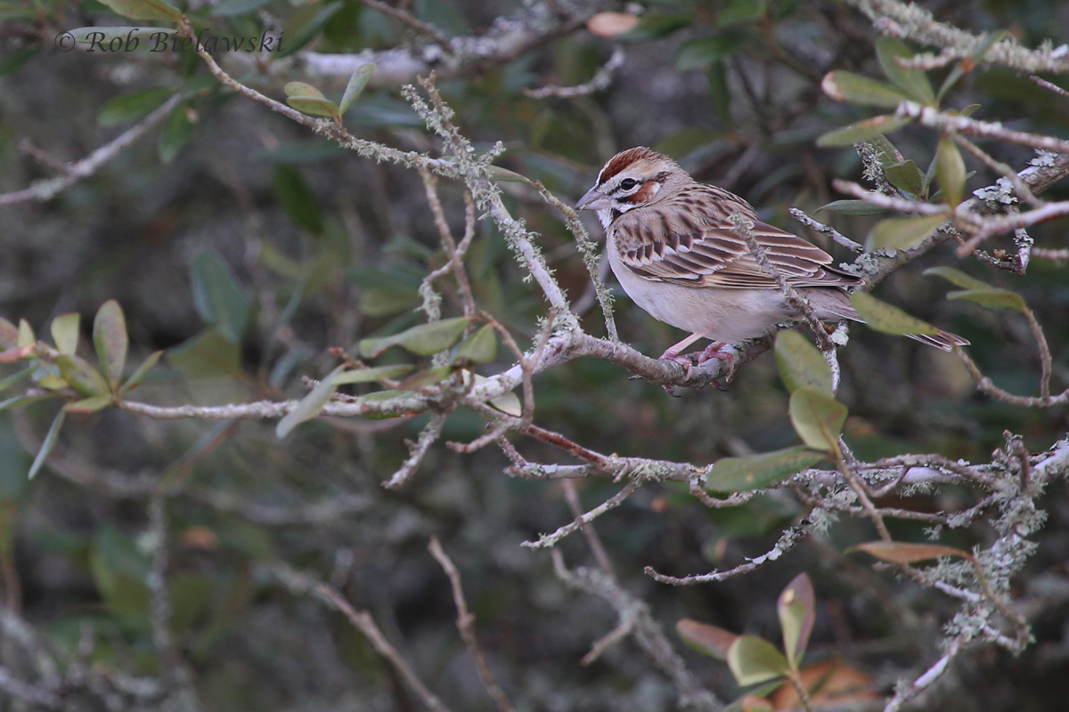   The Lark Sparrow seen at Back Bay NWR on Saturday morning was my favorite shot of this week!  