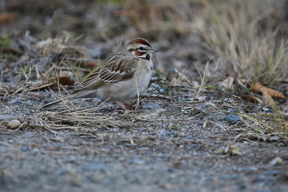   The Lark Sparrow continues at Back Bay!  