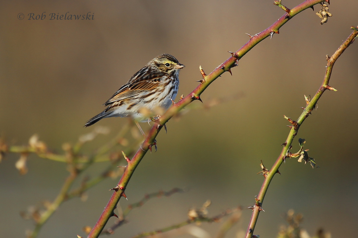   Sparrows abounded at Whitehurst Tract on Sunday, including this Savannah Sparrow!  