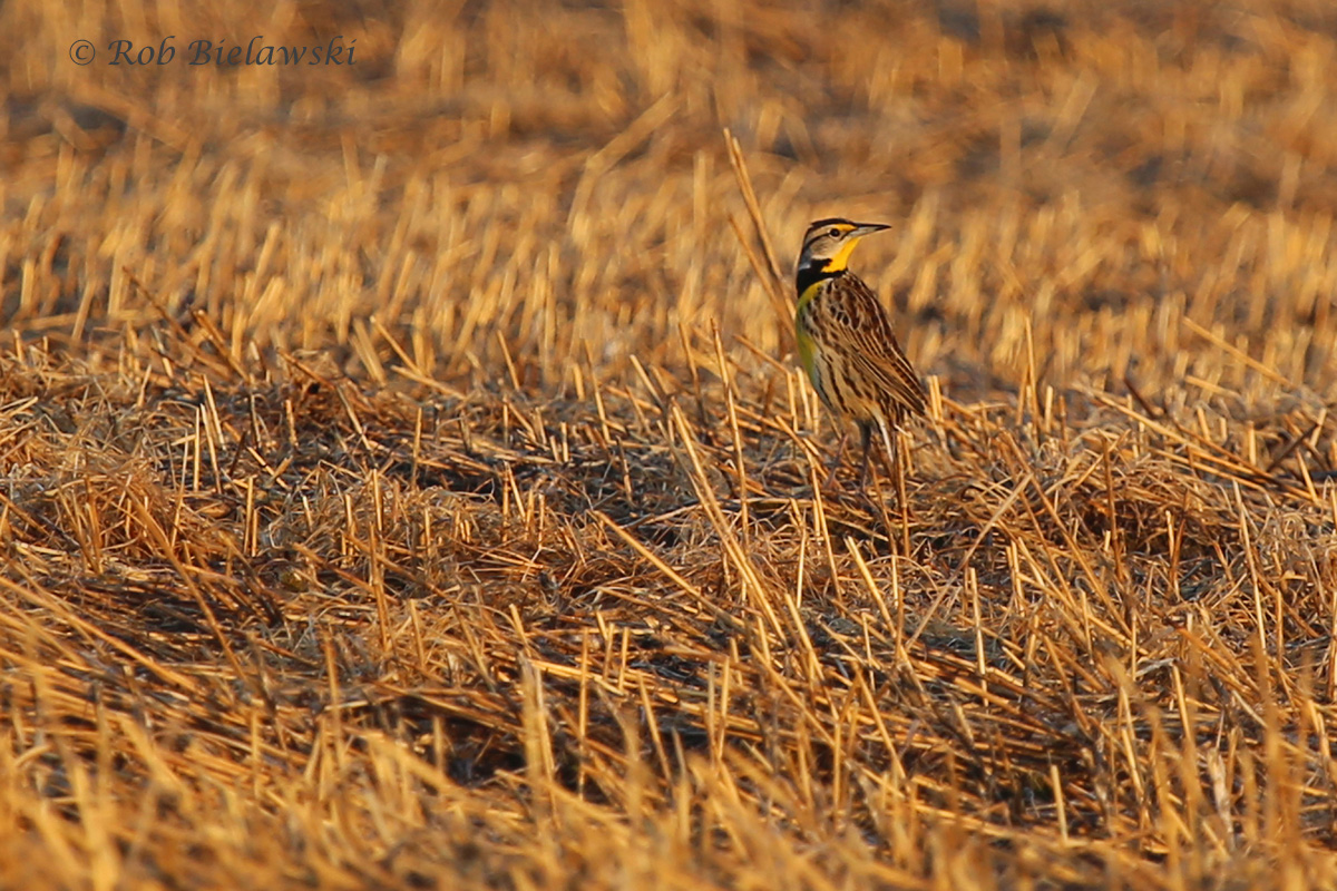   An Eastern Meadowlark catches the morning glow off the sun on Sunday!  