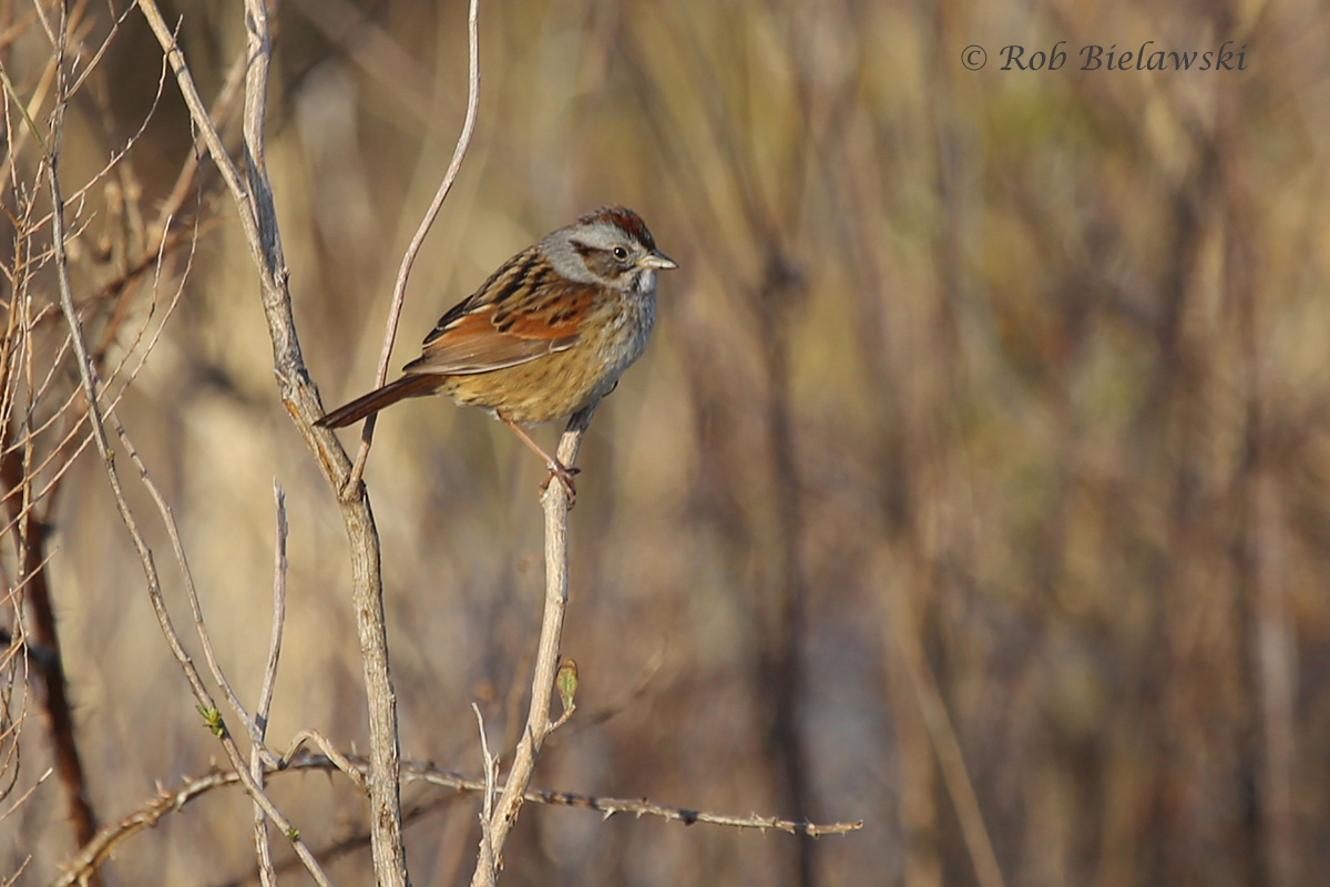   ...and this Swamp Sparrow!  