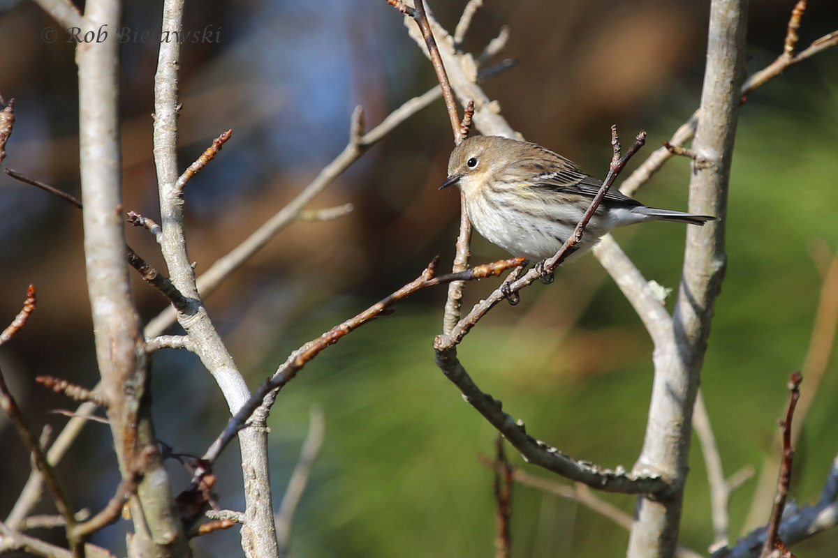   Our most common winter warbler, the Yellow-rumped (Myrtle race)!  