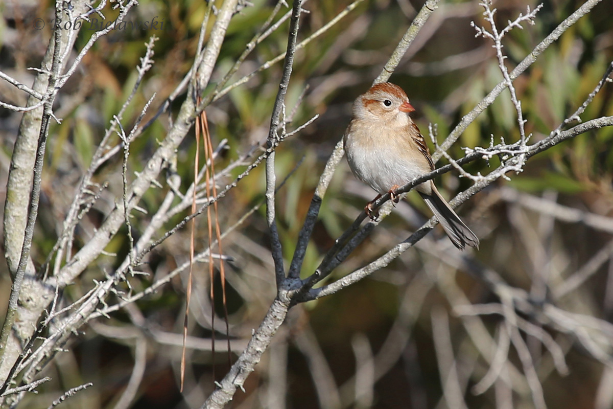   With its long tail and striking facial features, this is a Field Sparrow!  